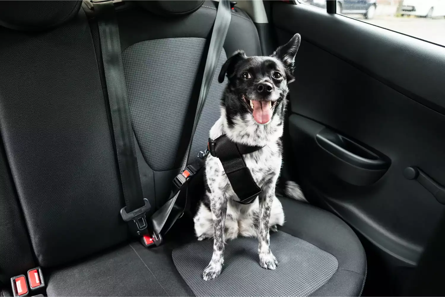 Mercedes-Benz C-Class Dog Safety Belt for Brittanys